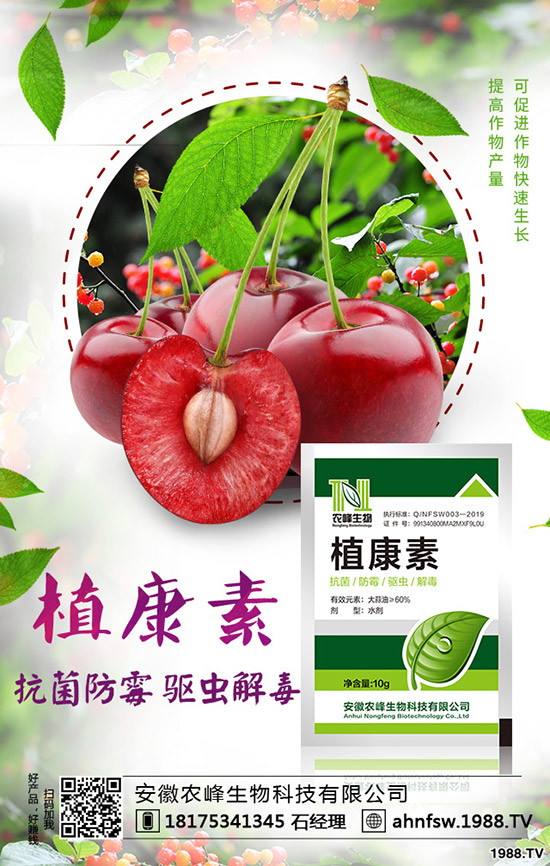 當(dāng)歸怎么種植，當(dāng)歸種植效益及栽培技術(shù)！