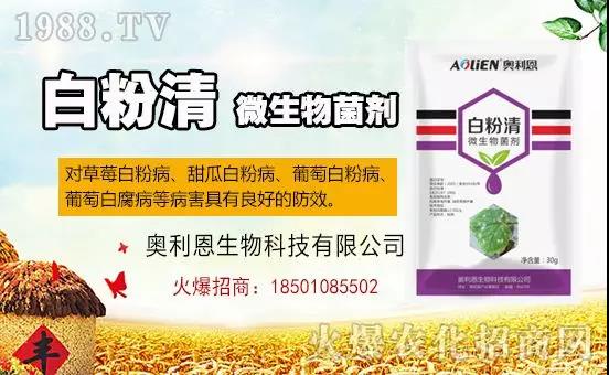 �׷۲�������(f��)�y�p���� ӛס�@��(g��)ˎ����Ч���ΰ׷۲����P����