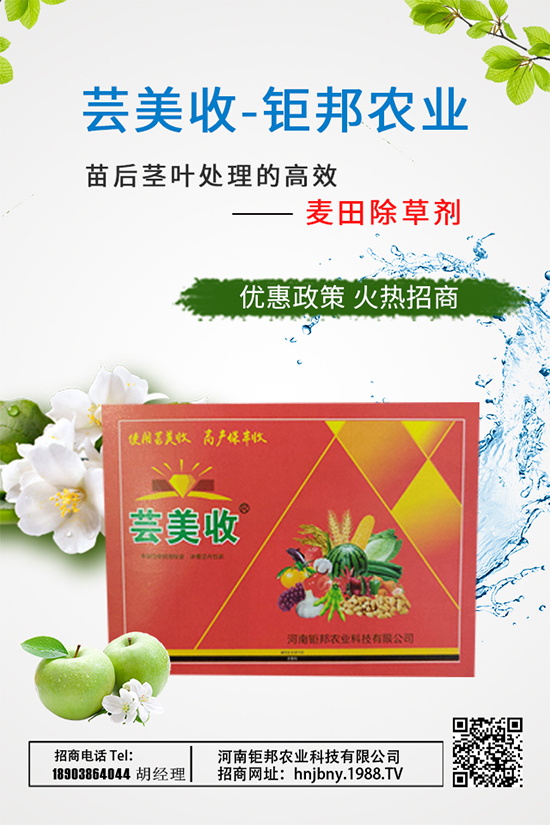 大蔥需肥特性,大蔥施肥技術(shù)要點(diǎn)有哪些?