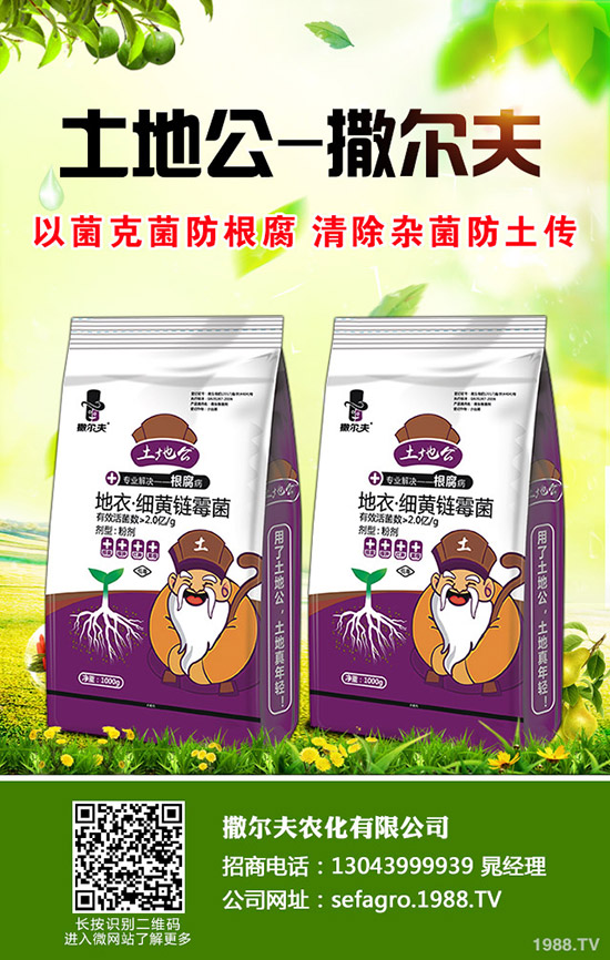 生菜怎么快速催芽?生菜催芽后管理方法!