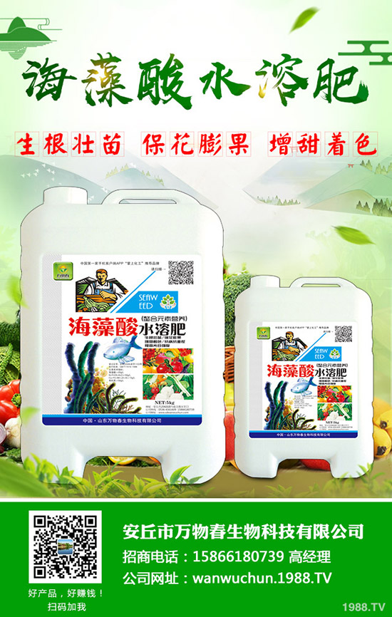 秋季如何種好大白菜?需要注意什么?