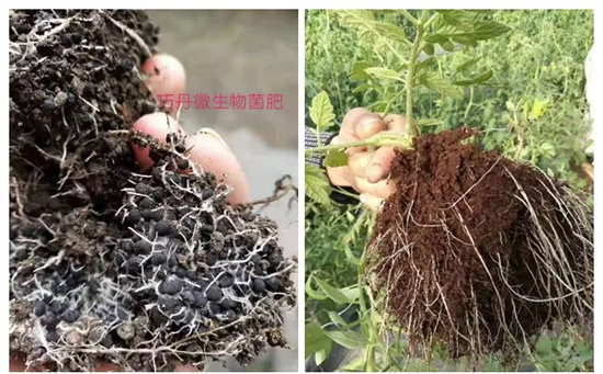 ��΢�������+�ЙC(j��)�ʡ�Ч��ţ����ʩһ���������ʡ���ָ߮a(ch��n)��