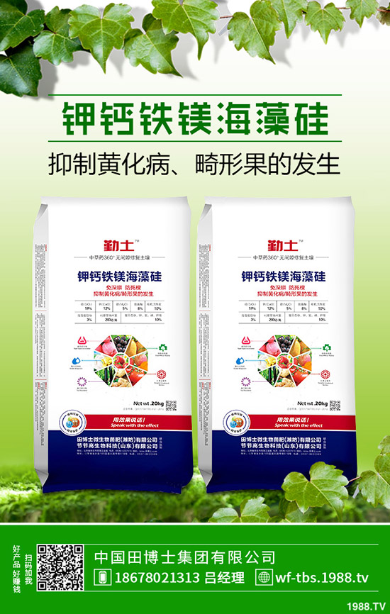 秋冬大棚黃瓜如何種植?秋冬黃瓜的種植方法及管理方法!