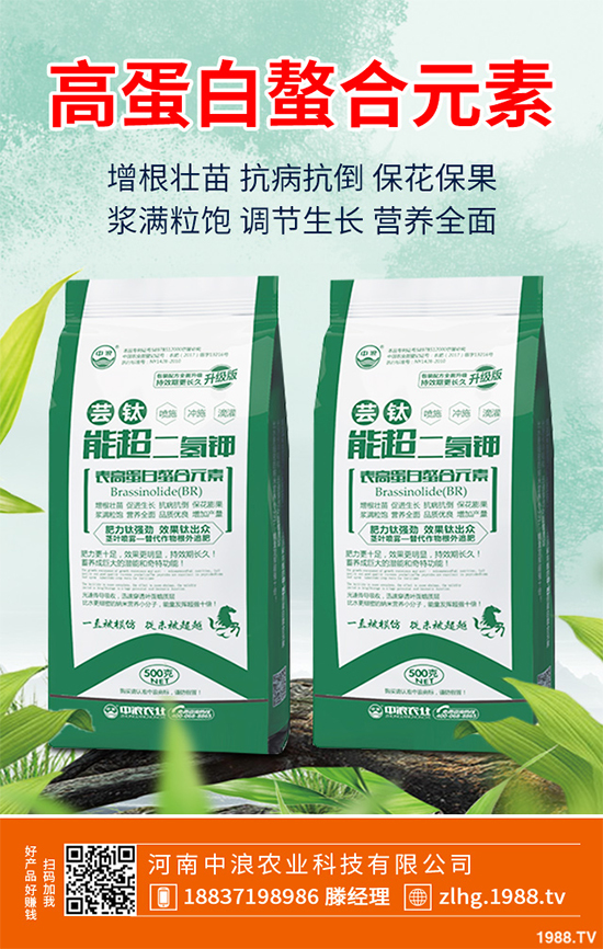 芥菜什么時候種植效益更好?芥菜高產(chǎn)種植技術(shù)要點(diǎn)