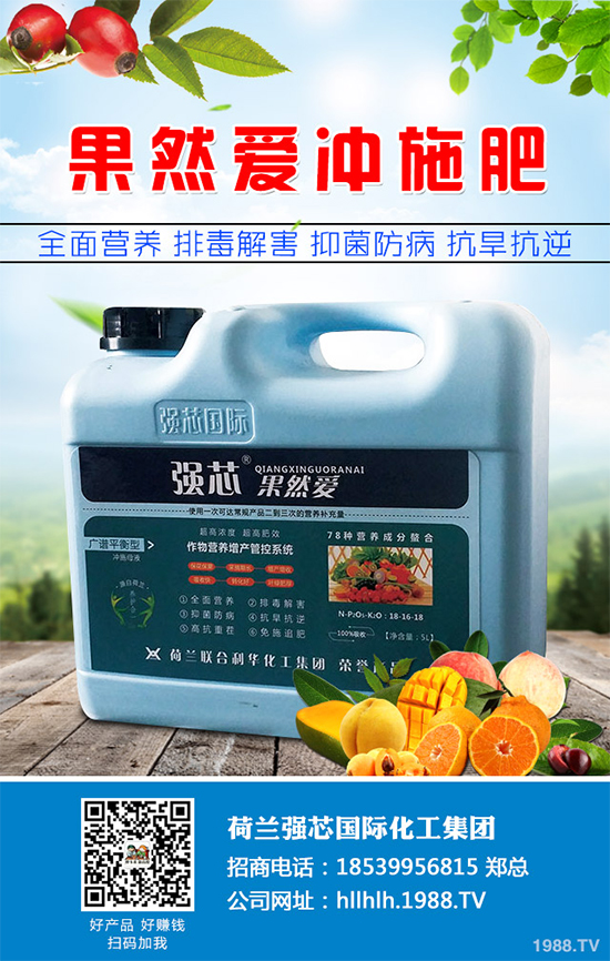 芥菜種植需要注意什么?芥菜高效種植技術及管理事項