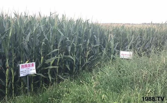 �ٿ���С�����a(ch��n)1471��pø����ȫ�����������߮a(ch��n)������֮�o����