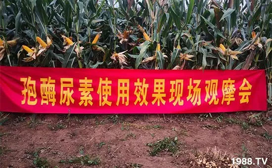 �ٿ���С�����a(ch��n)1471�����pø����ȫ�����������߮a(ch��n)������֮�o����