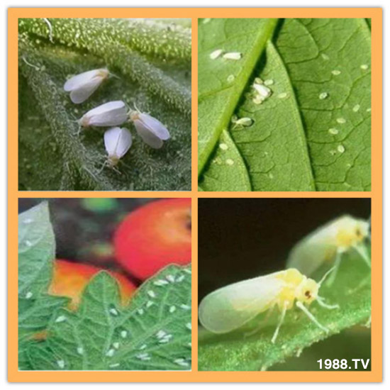     ���θ߿��԰׷�ʭ�������x����һ���Ɣ�