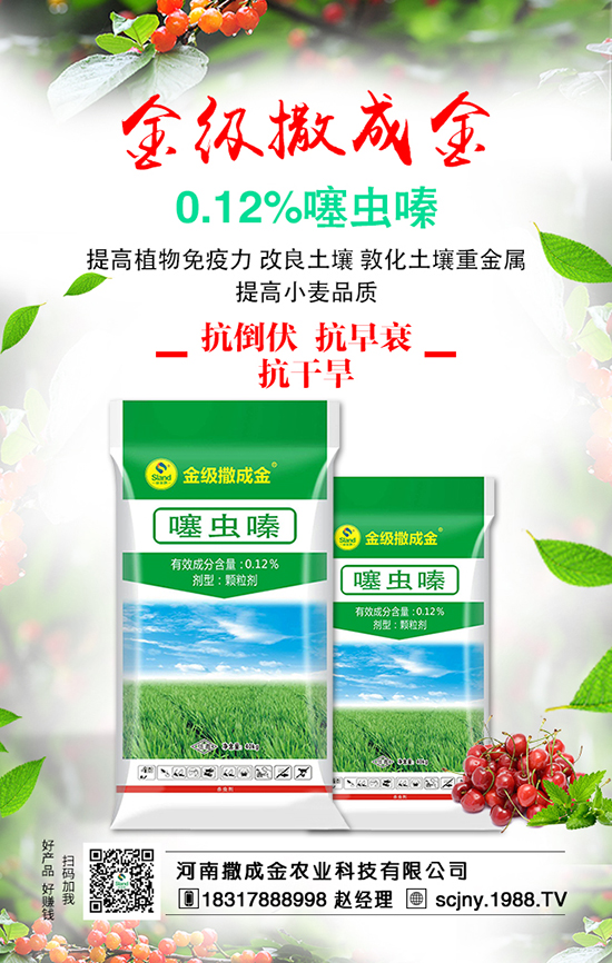 菠菜營養(yǎng)豐富，想豐收，菠菜施肥很重要