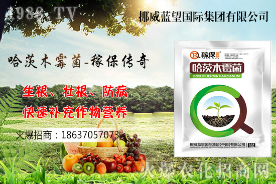 收獲后的小麥如何儲存呢?小麥儲藏關鍵點管理!