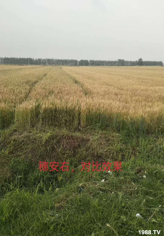 С����ù��Σ�����c������С����ù����ʲôˎ��