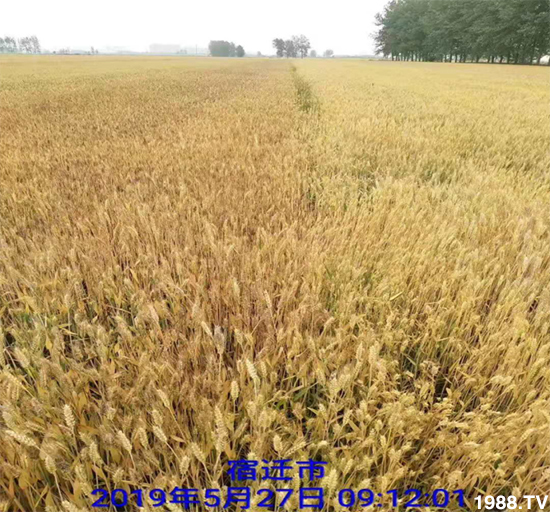 С����ù��Σ�����c������С����ù����ʲôˎ��