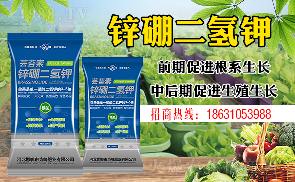 盆栽平安樹該怎樣澆水？澆什么水好？