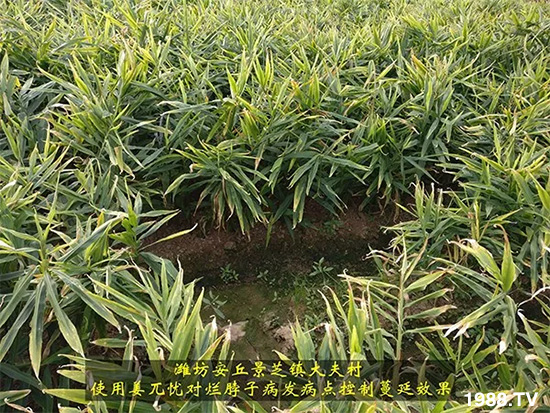 發(fā)明專利產(chǎn)品——姜兀憂,三段式防控爛脖子。∮脩艏娂姺答佇Ч,火了!