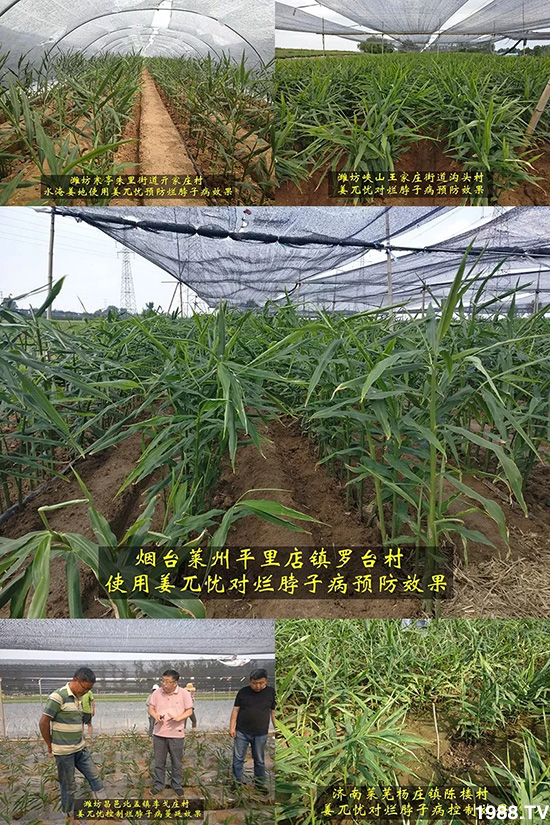 發(fā)明專利產(chǎn)品——姜兀憂,三段式防控爛脖子病!用戶紛紛反饋效果,火了!