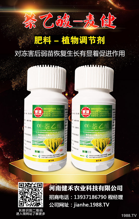 辣椒溫室白粉虱蟲害嚴重怎么辦,辣椒溫室白粉虱的發(fā)生與防治!
