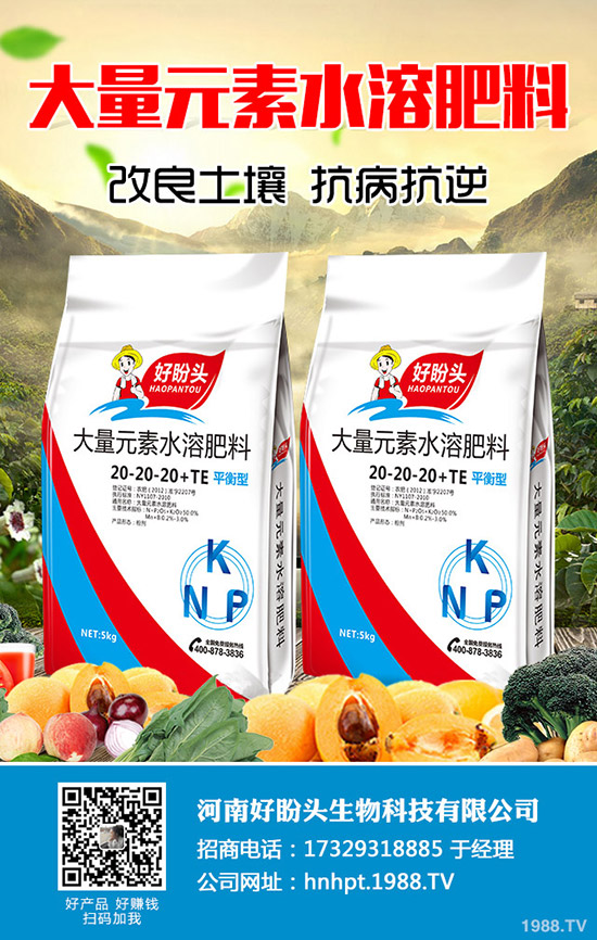 西蘭花什么時間種植？西蘭花田間如何管理？