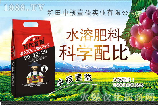 荔枝什么時間種植,荔枝種植技術(shù)要點,荔枝品種要怎么選?