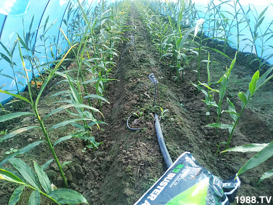     ���׌�Nֲ׃�ø��p����һ���ײ���ȫ���䷽����˹�ش󽪠I�B(y��ng)�ײͷ�����