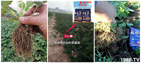     ���׌�Nֲ׃�ø��p����һ���ײ���ȫ���䷽����˹�ش󽪠I�B(y��ng)�ײͷ�����