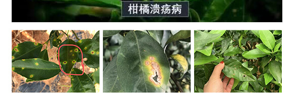 枯草芽孢桿菌-一包金-英爾果_06