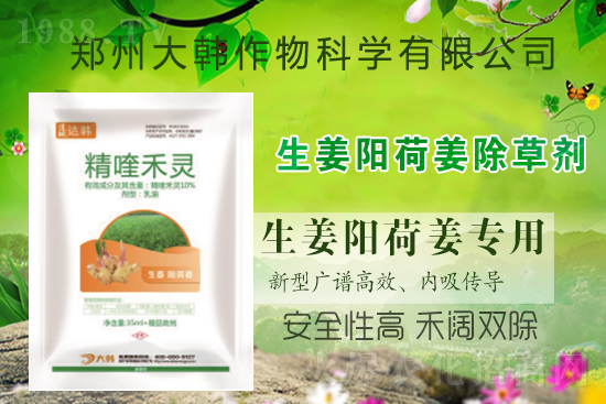 大姜陽(yáng)荷姜怎么除草,姜地打什么除草劑,大姜陽(yáng)荷姜除草方法及注意事項(xiàng)