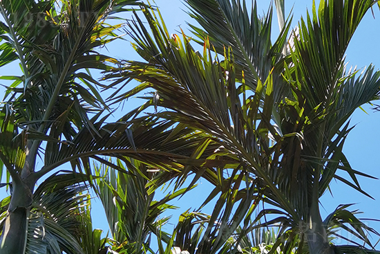 �f���S�����ر������-̼��˷ʙ��ƻ���ʾ��Ч��