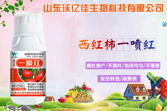 番茄轉(zhuǎn)色不良的原因?轉(zhuǎn)色期要注意哪些問題?