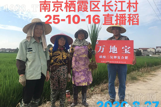 水稻分蘗不好對產量有多大影響？促進水稻分蘗怎么做？