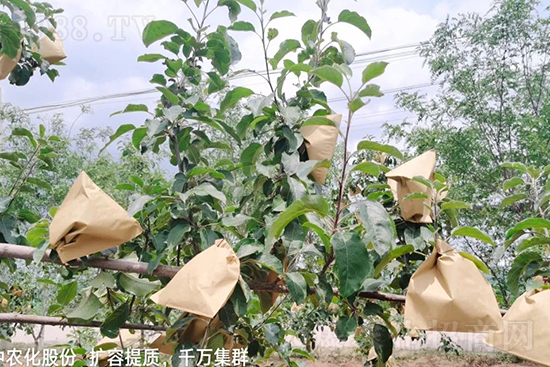     果實(shí)套袋后可減少農(nóng)藥殘留，改善果子的外觀(guān)品質(zhì)，可大大提高果品賣(mài)相，更容易出售并賣(mài)出高價(jià)，所以果樹(shù)套袋目前仍然是我國(guó)果園的主要管理方法，套袋蘋(píng)果表光就是好，也少病害。