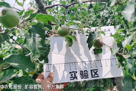     果實(shí)套袋后可減少農(nóng)藥殘留，改善果子的外觀(guān)品質(zhì)，可大大提高果品賣(mài)相，更容易出售并賣(mài)出高價(jià)，所以果樹(shù)套袋目前仍然是我國(guó)果園的主要管理方法，套袋蘋(píng)果表光就是好，也少病害。