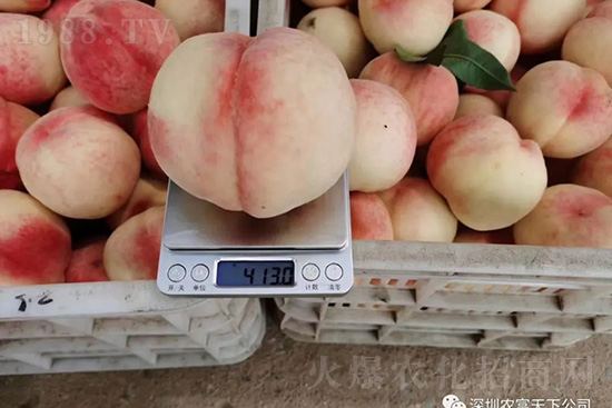 桃樹落果怎么辦？桃樹落果原因及預(yù)防方法