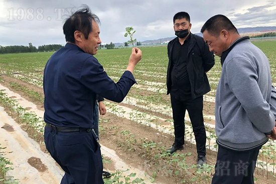 中農(nóng)化新疆北疆辦事處負責人:同路同行共發(fā)展