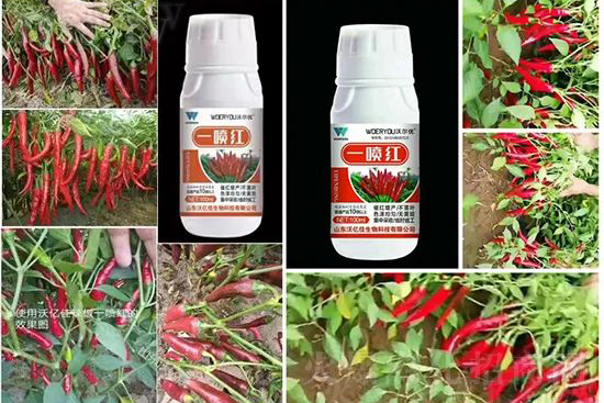 ���t�����95%���߼t�����~�����뷭�׷�����������һ���t��