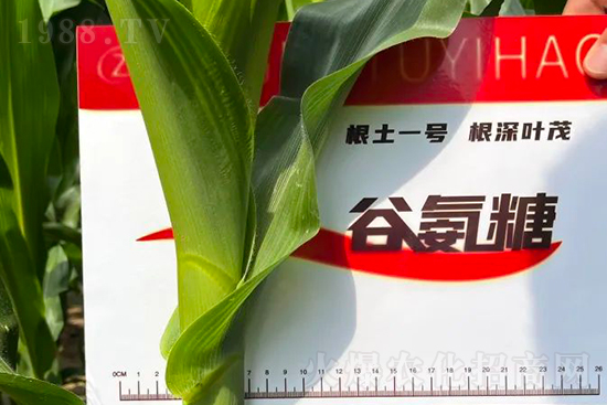 渾源玉米頂呱呱，營(yíng)養(yǎng)補(bǔ)充全靠它
