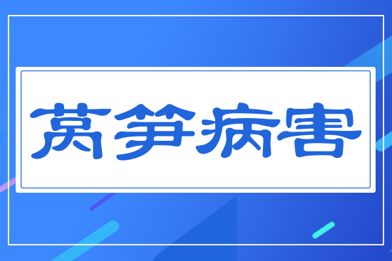 ？萵筍病害
