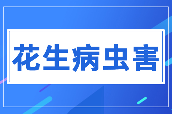花生病蟲(chóng)害