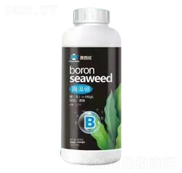 ������ Ħ����