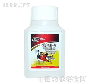 ���-̩�����